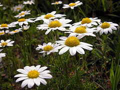 фото "Margaritas"