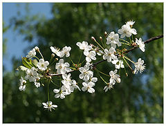 photo "Cherry"
