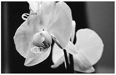 фото "new flower"
