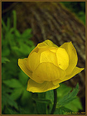 photo "Trollius"