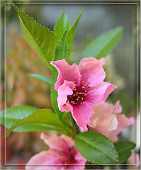 photo "Peach flower"