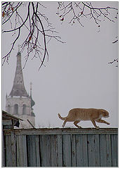 photo "Suzdal. Cat"