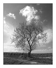 photo "Tree"