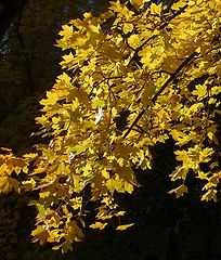 album "Autumn"