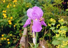 photo "Flag Iris"