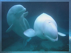 photo "Two in Deep"