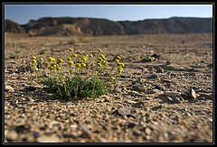 photo "Desert flowers..."