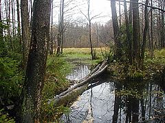 photo "Drezna river"