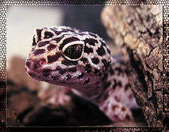 photo "Eyes black"
