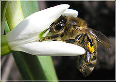 фото "подснежник7"