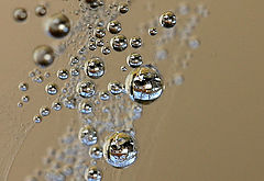 photo "Bubbles (II)"