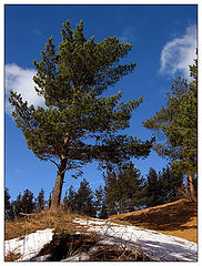 фото "Сосны"