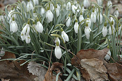 photo "Snowdrops"