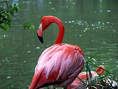 photo "Tropical colors"