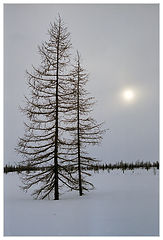 photo "Waltz on a snow"