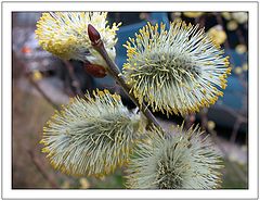 фото "Spring"