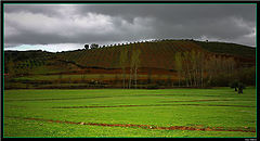 photo "Green Field"