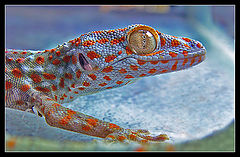 photo "Glazastik... (Gekkon Toki)"
