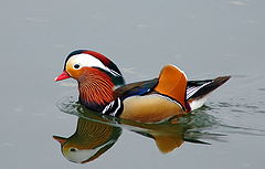photo "aix galericulata"