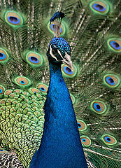 photo "Proud Peacock"