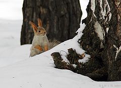 photo "Wood fiber"