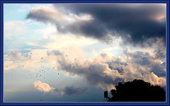 photo "Birds above roofs"