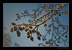 photo "On outcome of winter"