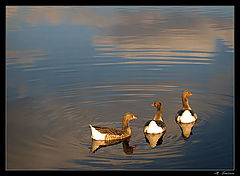 photo "Where we float?! On the left or to the right?! (fl"