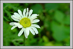 фото "camomile..."