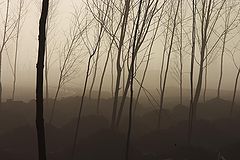photo "Foggy morning"
