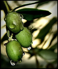 фото "Iper Oliv(i)es"