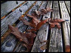 photo "Leaves"
