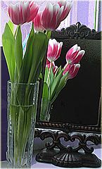 photo "tulips"