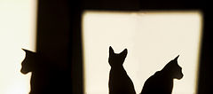 photo "Three riddles of spynx"