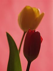 фото "tulip"