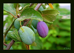 фото "Plums"