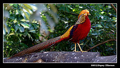 фото "Dandy"