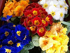 photo "Flowers"
