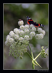 photo "Admiral"
