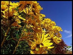 photo "Yellow"