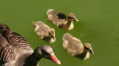 photo "Ducks family"