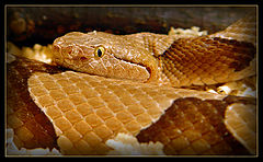 photo "On rest... (Mednogolovyy copperhead)"