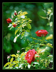 фото "розы"