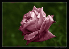 album "Flora"