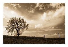photo "Tree"