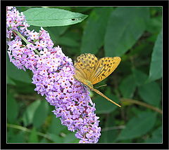 photo "The fan of nectar - 2"