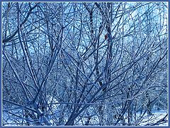 photo "Interlacing of branches"