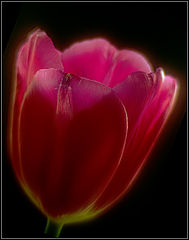 photo "Tulip"