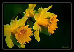 photo "... color - yellow ..."
