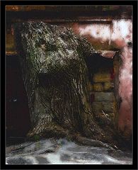 photo "Old tree"